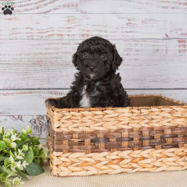 Abigail, Miniature Poodle Mix Puppy